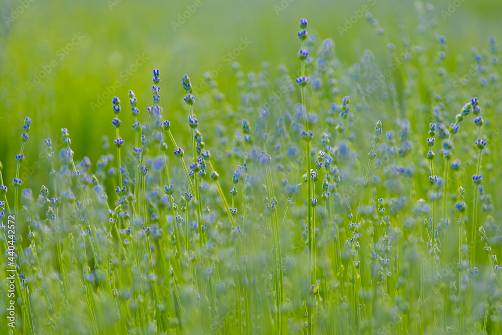 Beautiful lavender flowers, lavender field wallpaper