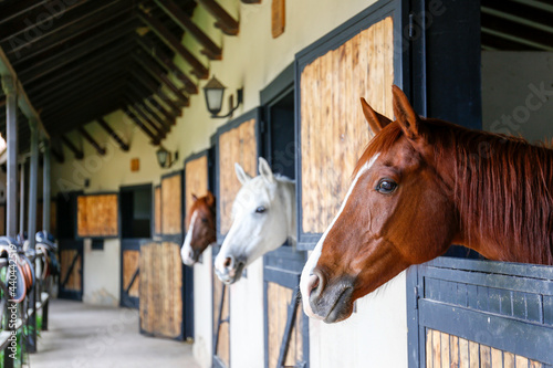 Fototapeta Naklejka Na Ścianę i Meble -  Head of the thoroughbred horse looking over the wooden stable doors. Close up, copy space for text, background.