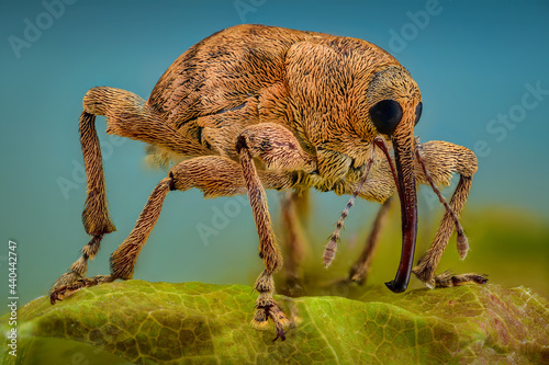 Acorn Weevil photo