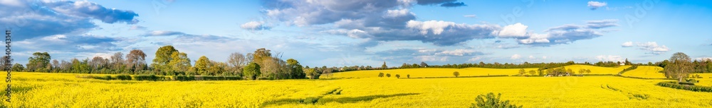 Great panoramic view of rapeseed field in UK