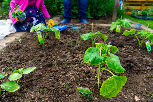 Gardening planting Cocumbers in Lower Bavaria Germany photo