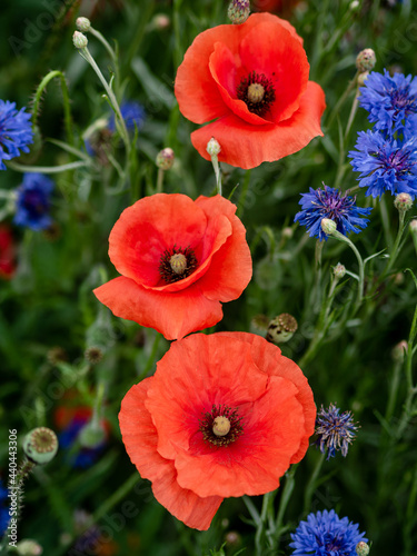 Three red poppies on the wildflower field