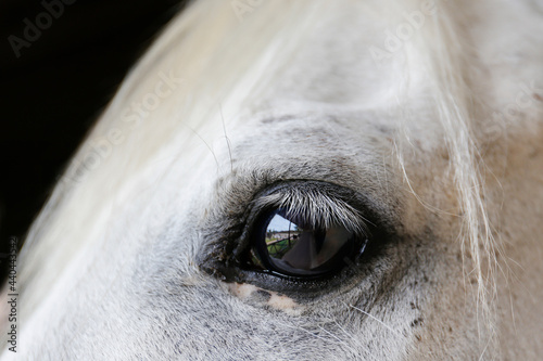 Cropped shot of a brown eye of the thoroughbred horse. Macro image of white stallion's head. Close up, copy space for text, background.