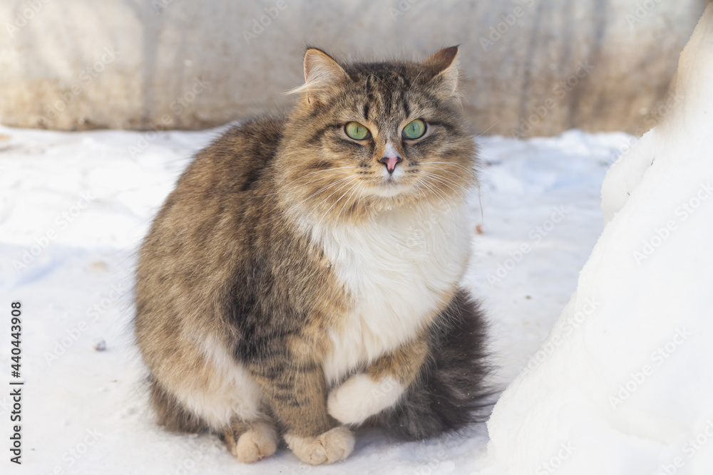 Fluffy homeless cat brown color alone sit on the snow in winter Fluffy homeless cat brown color alone sit on the snow in winter