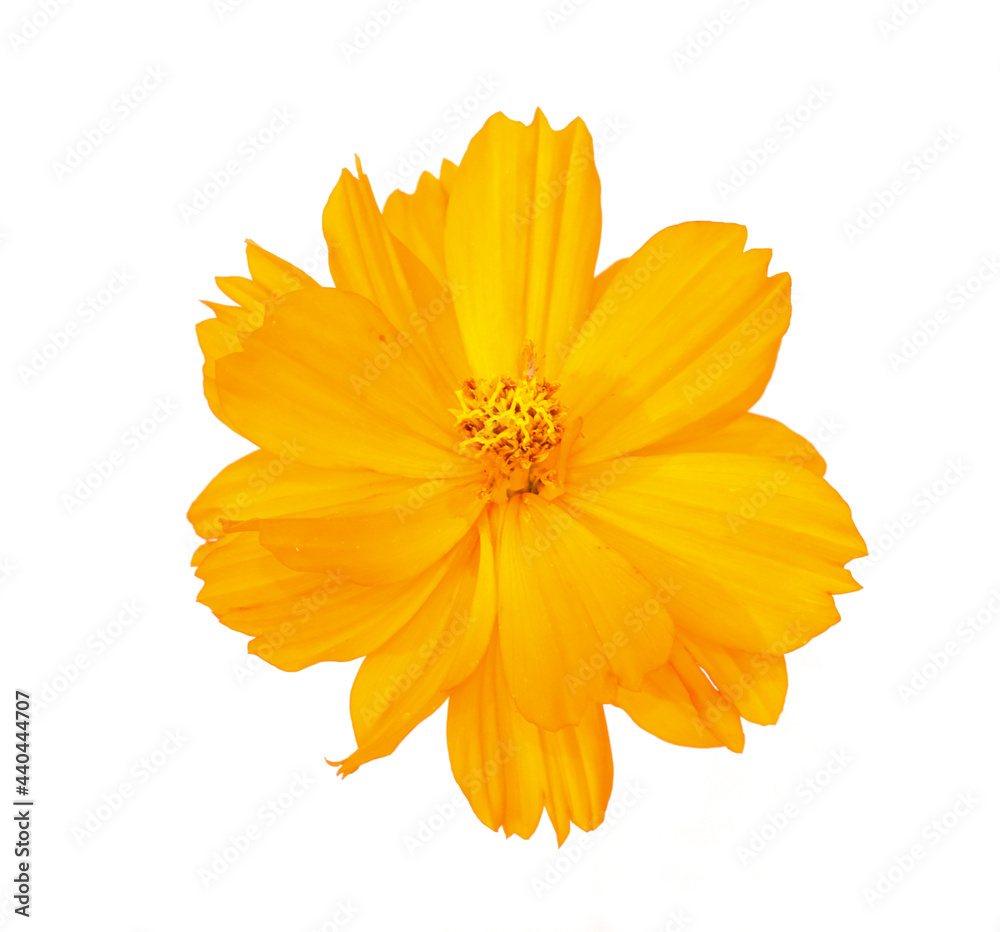 fresh orange cosmos flower blooming top view center. Isolated on white background. fresh orange cosmos flower blooming top view center. Isolated on white background.