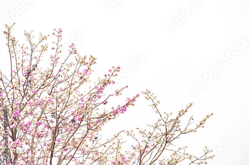 Many beautiful pink flowers on the tree.