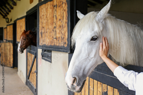 Bond between human and animal concept. Unrecognizable young woman petting a thoroughbred horse in the stable. Close up, copy space for text, background, cropped shot. photo