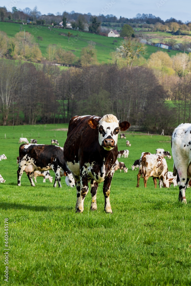 Animal ferme vache 521 Animal ferme vache 521