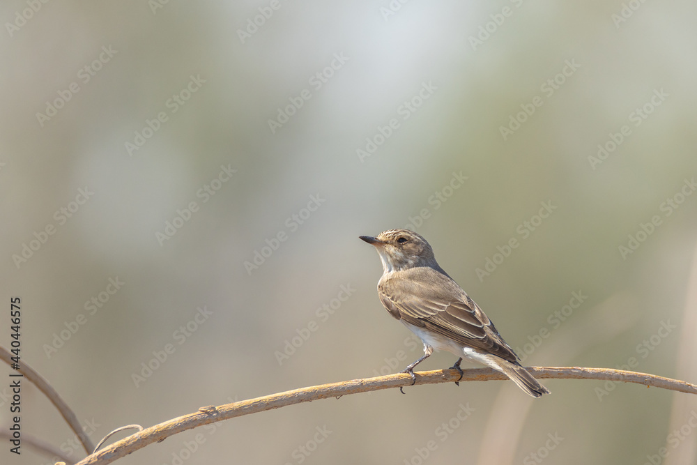 Spotted Flycatcher against blurry background Spotted Flycatcher against blurry background