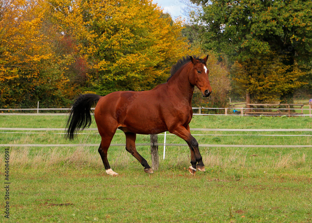 Fototapeta premium beautiful brown quarter horse is walking on the paddock