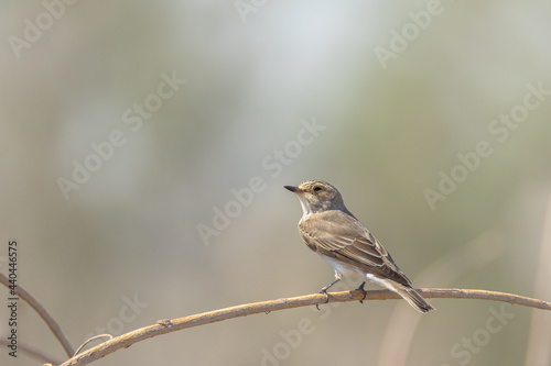 Spotted Flycatcher against blurry background
