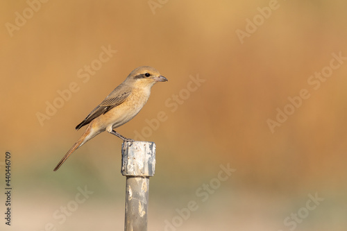 brown tail shrike perched on a pipe