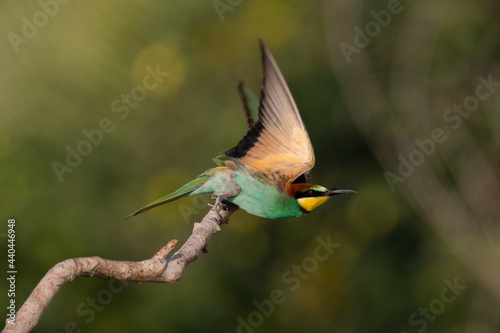 European Bee Eater with wings wide spread