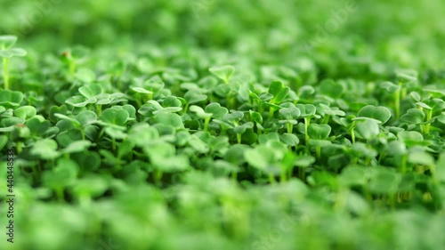 Sprout microgreens farming grow macro shot in greenhouse agriculture. 4k Ultra HD
