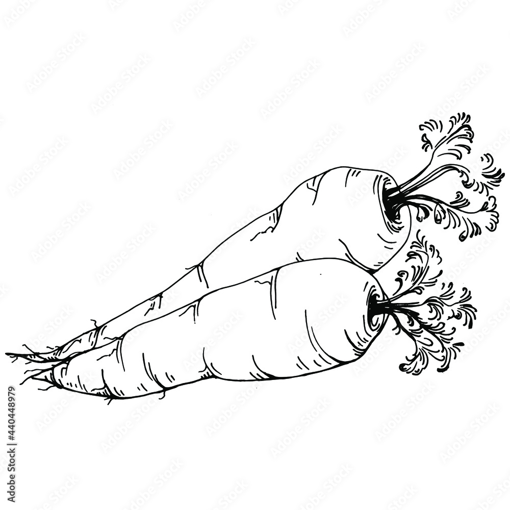 Carrot Isolated hand drawn illustration. Vegetable engraved style. Sketch vegetarian food drawing. Farm market product. The best for design logo, menu, label, icon, stamp. Carrot Isolated hand drawn illustration. Vegetable engraved style. Sketch vegetarian food drawing. Farm market product. The best for design logo, menu, label, icon, stamp.