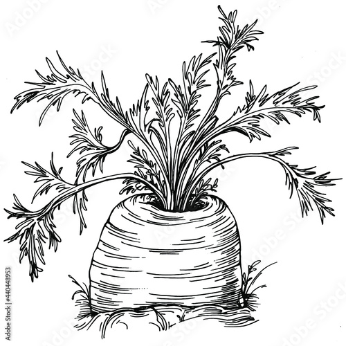 Carrot Isolated hand drawn illustration. Vegetable engraved style. Sketch vegetarian food drawing. Farm market product. The best for design logo, menu, label, icon, stamp.