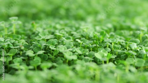 Sprout microgreens farming grow macro shot in greenhouse agriculture. 4k Ultra HD