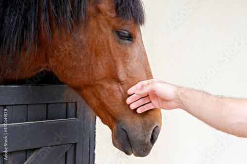 Obraz na plátně Bond between human and animal concept
