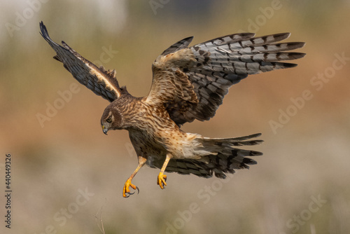 Extremely close view of a male hen harrier (Northern harrier) diving, seen in the wild in North California