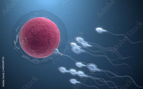 The union of sperm and an egg cell, 3d rendering.