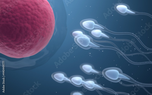 The union of sperm and an egg cell, 3d rendering. photo