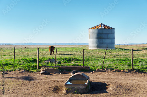 Tablou pe pânză Rural landscape: drinker for animals, silo and lonely cow in a field