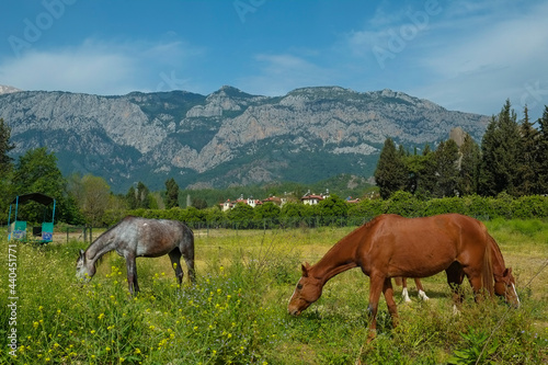 Herd of different horses grazing on green meadow with beautiful mountain view on the background. Mares and stallions on a pasture of a breeding farmland. Copy space for text.