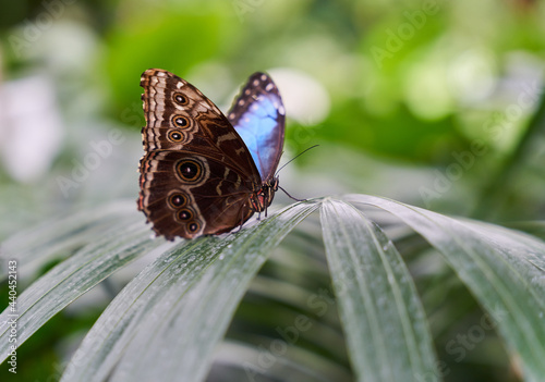 Morpho peleides (Peleides blue morpho) butterfly on leaf photo