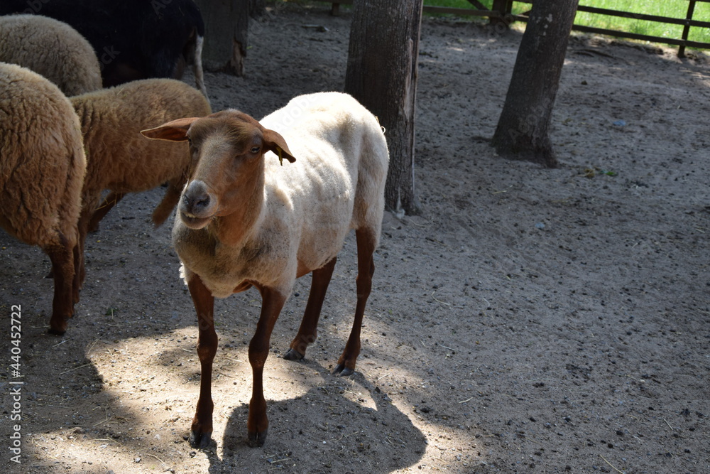 Fototapeta premium Wildlife Animals Germany