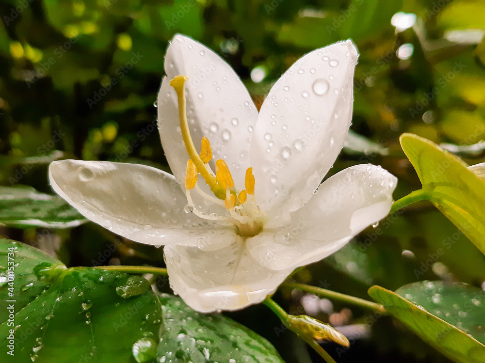Fototapeta premium White Flower Close Up On A Rainy Day