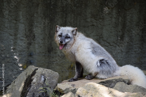 Wildlife Animal Germany