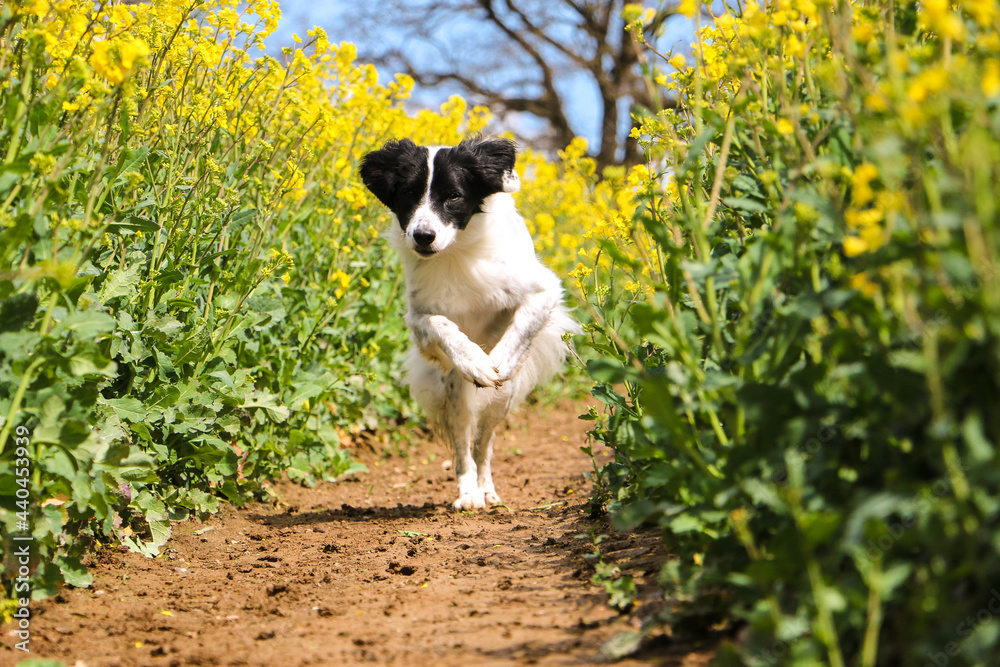 black and white border collie mixed dog is running in a track in the rape seed field