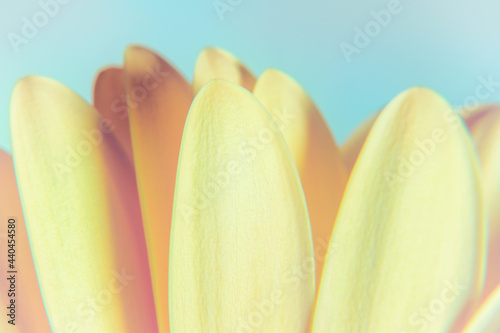 Macro photography photo close up of yellow gerber daisy petals on a pale blue background
