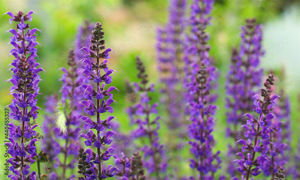 Beautiful vibrant violet Delphinium flowers on blurred background. It is a perennial flowering plants in the family Ranunculaceae, native throughout the Northern Hemisphere. Selective focus. Beautiful vibrant violet Delphinium flowers on blurred background. It is a perennial flowering plants in the family Ranunculaceae, native throughout the Northern Hemisphere. Selective focus.