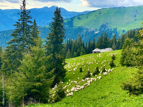 Sheep flock grazing a beautiful alpine pasture in the mountains, healthy bio farming