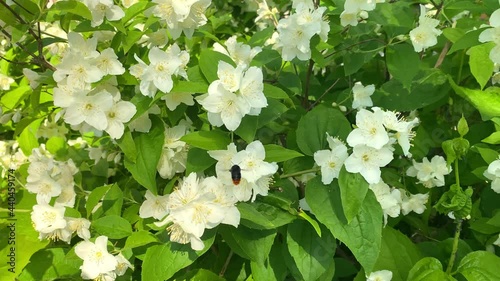 Delicate white jasmine flowers close-up, flowers sway in the wind, slow motion. Bee flies and pollinates flowers. Natural beautiful background, splash.