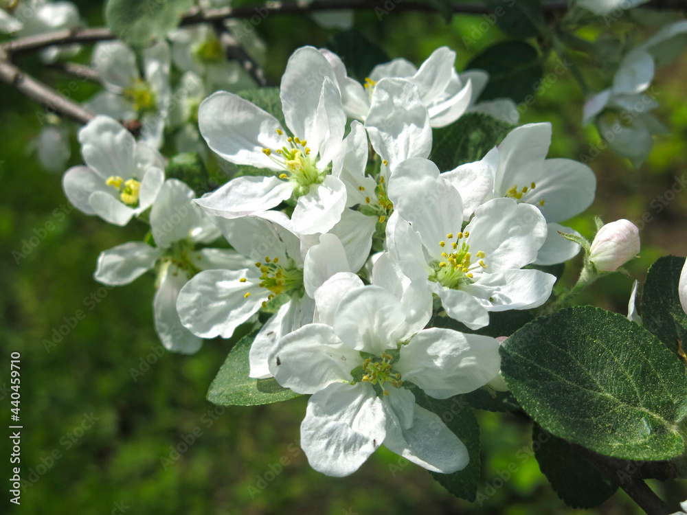 young apple tree in the garden blooms with white flowers