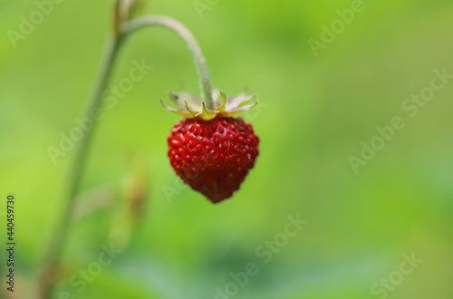 Close up of wild strawberry