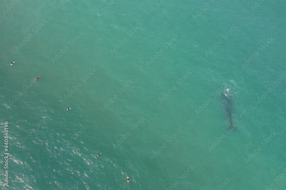 Fototapeta premium whales swimming in southern Brazil