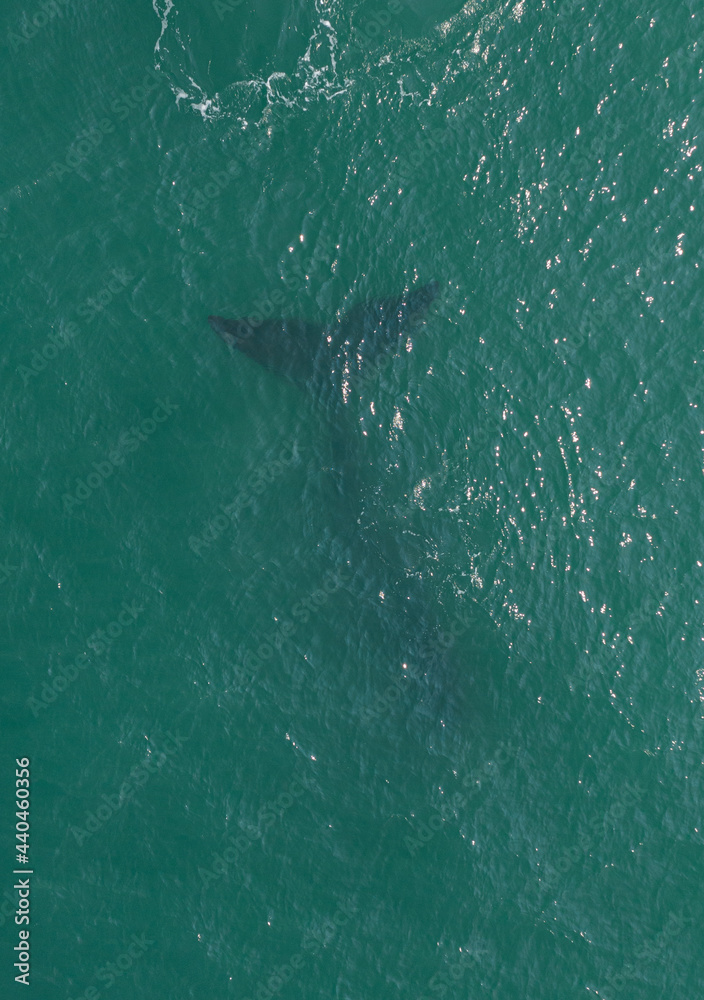 whales swimming in southern Brazil whales swimming in southern Brazil