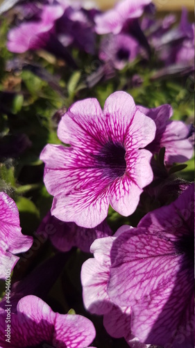 pink flower