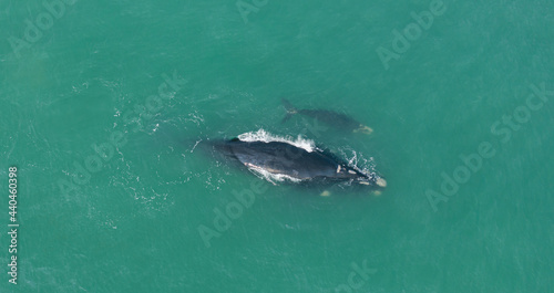 whales swimming in southern Brazil