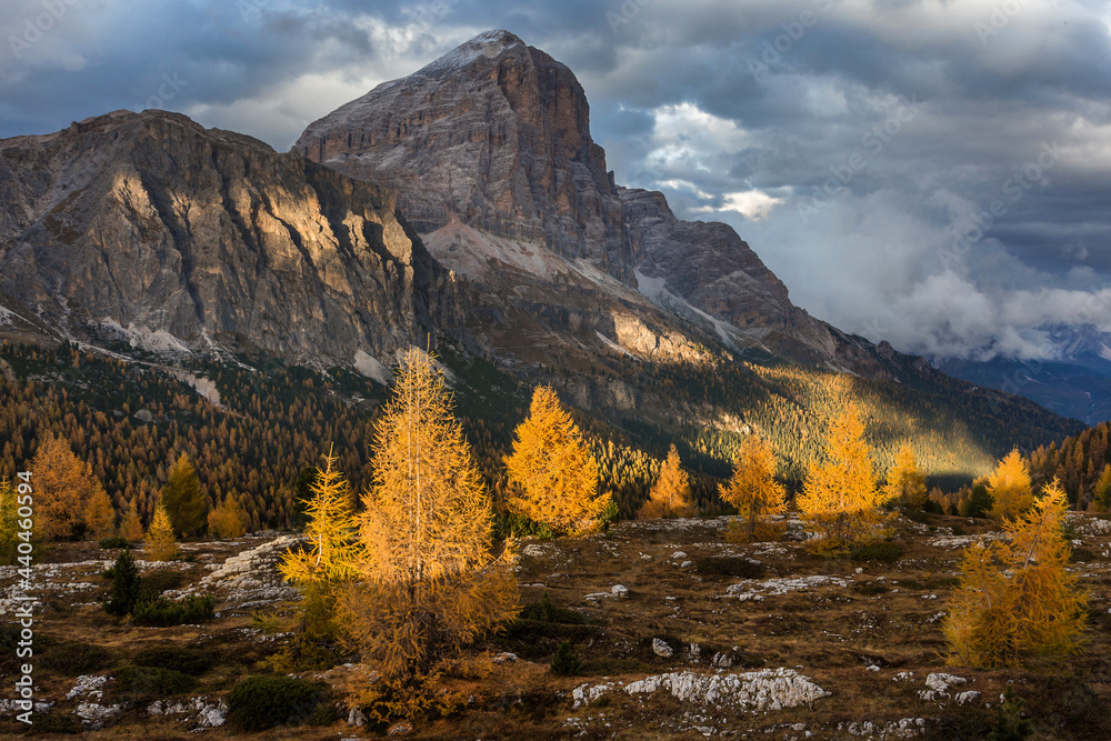 Fototapeta premium Beautiful autumn view Tofana di Rozes mountain with yellow larch trees on foreground. Dolomite Alps near Falzarego Pass.
