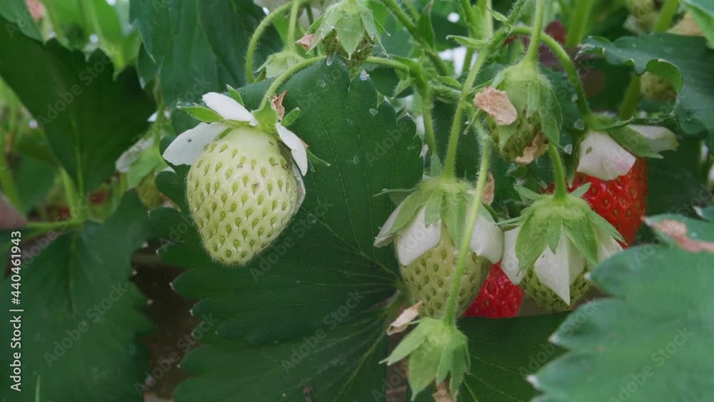 Unripe white strawberries in the home garden. Unripe white strawberries in the home garden.