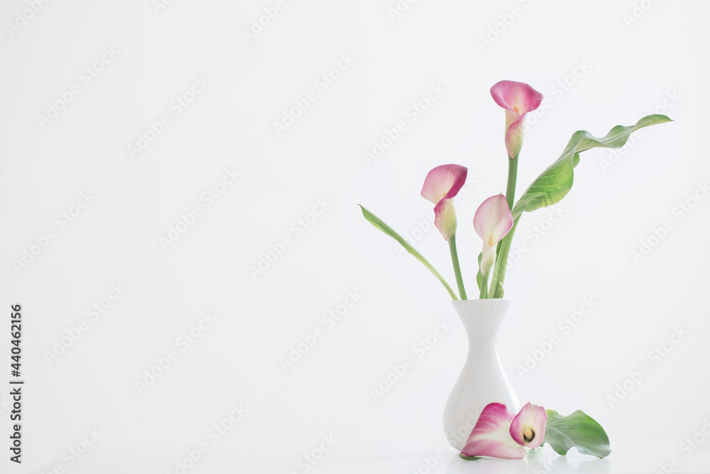 Obraz premium pink calla lily in vase on white background