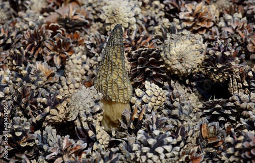 Foto Morel is conical