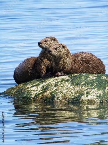 Couple minks on the rock near the shoreline of Vancouver Island, BC