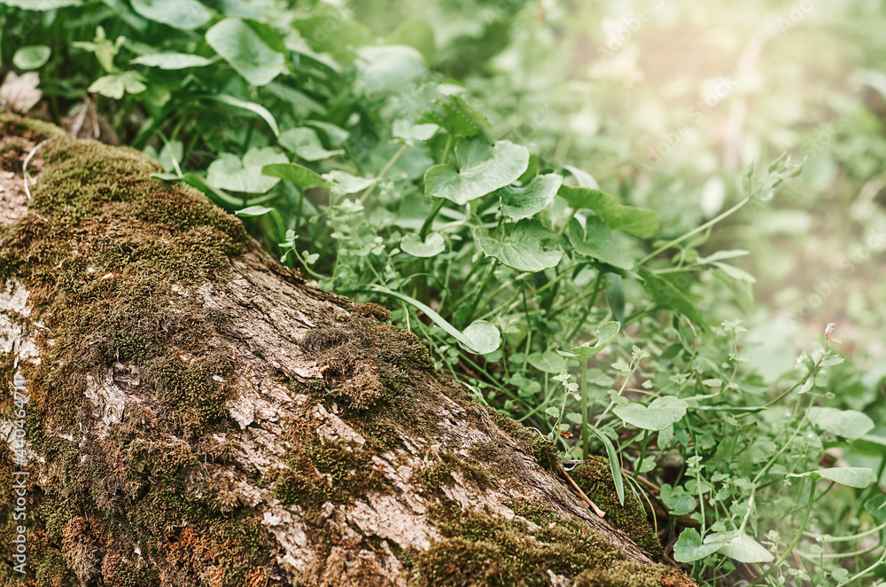 tree trunk with moss and green leaves in the forest tree trunk with moss and green leaves in the forest
