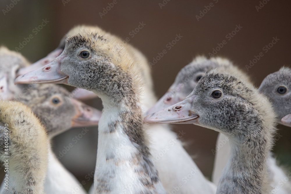 Fototapeta premium Canard à la campagne 