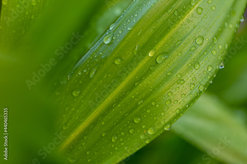 Wide green leaves with raindrops on a green blurred natural background. Green leaves with raindrops.